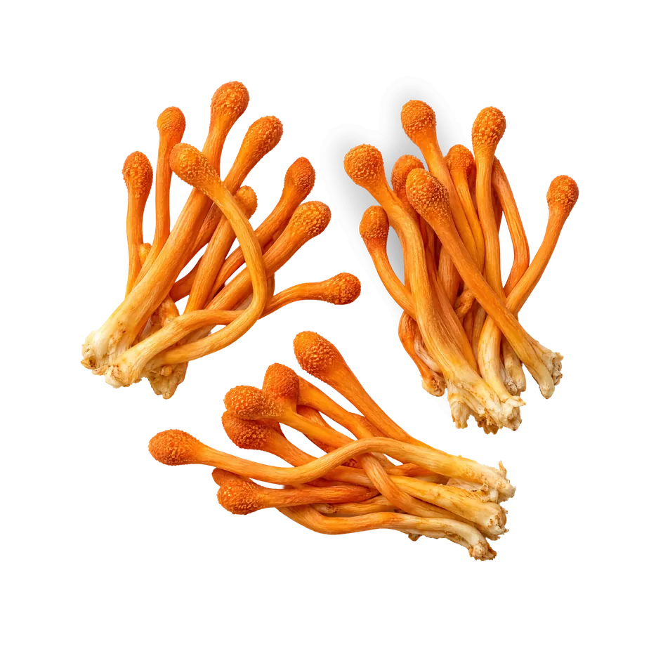 Oranžové plodnice Cordyceps na modrém pozadí